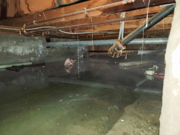 Best Local water damage restoration  in Southwest Ranches, FL
